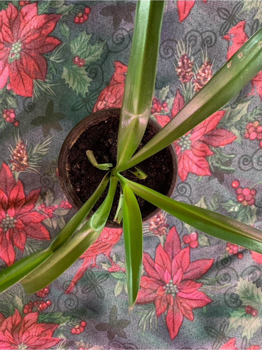Spider plant